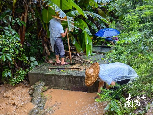 為保障陂嶺近三分之二村民用水，陂嶺村新老干部冒雨前往水源點解決集中供水問題。