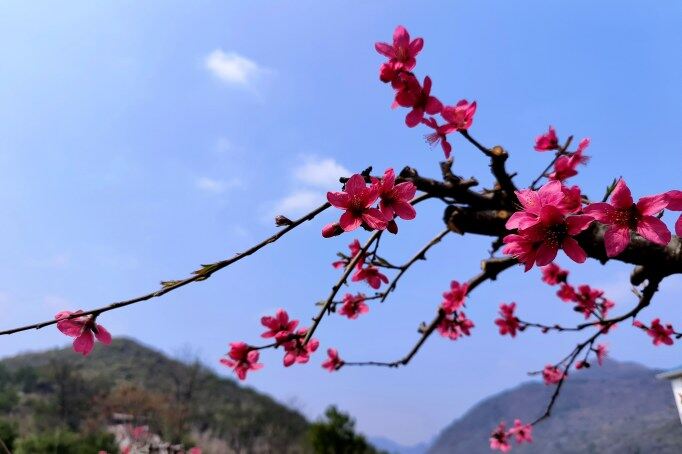 千年古城被一片片粉紅席卷。清遠(yuǎn)日報(bào)記者 周璐 攝