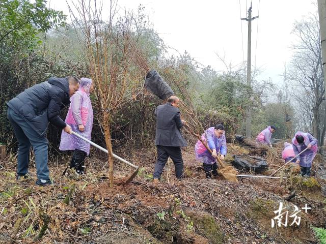 九陂鎮(zhèn)掀起全民義務(wù)植樹熱潮。