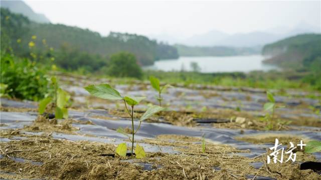 迎風(fēng)搖曳、綠意盎然的五指毛桃種苗。