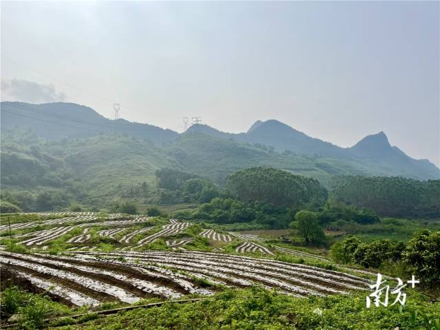 九陂鎮(zhèn)高相村打造的中藥材種植基地。